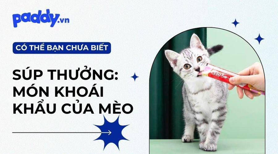 Top 11 loại súp thưởng cho mèo tốt nhất hiện nay