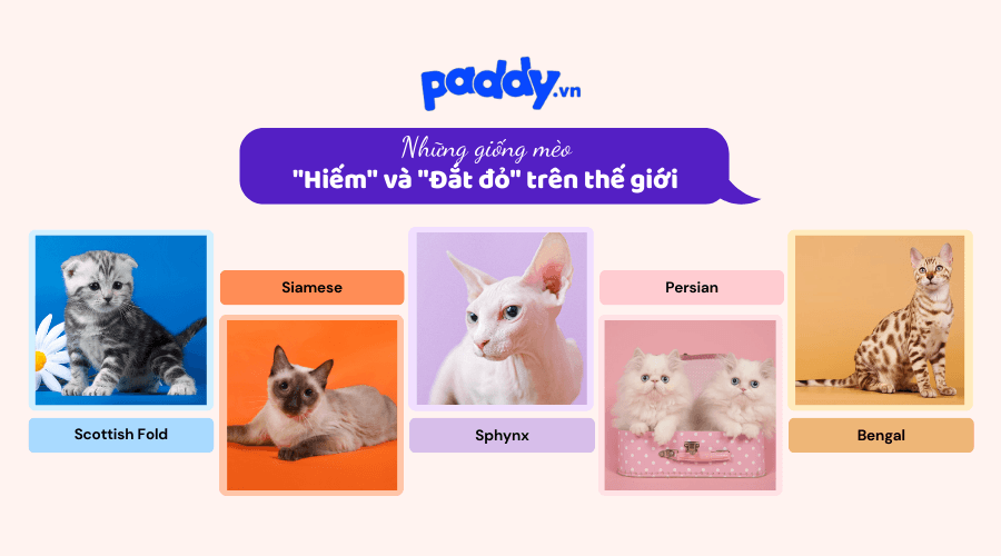 Những Giống Mèo Hiếm Và Giá Đắt Đỏ Trên Thế Giới