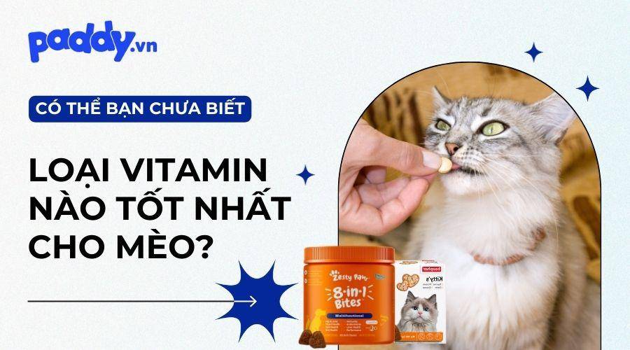 Top 4 loại Vitamin dành cho mèo tốt nhất