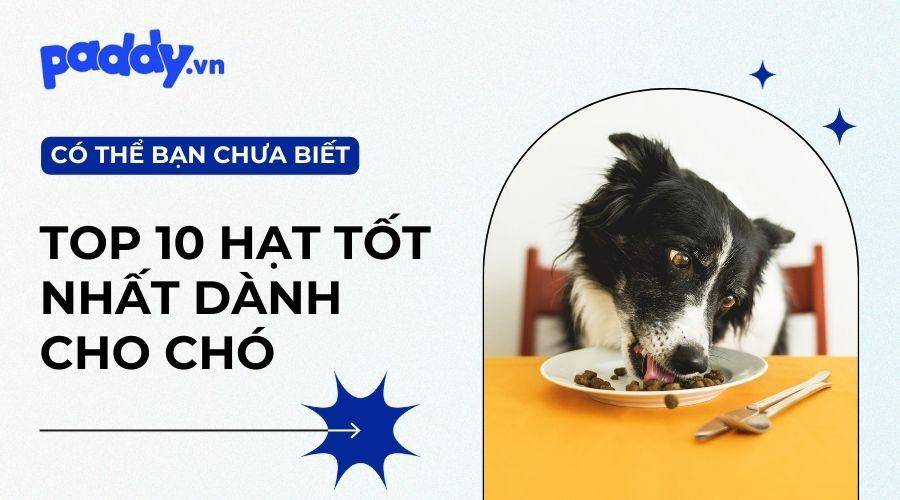 Top 10 loại thức ăn hạt cho chó tốt nhất hiện nay