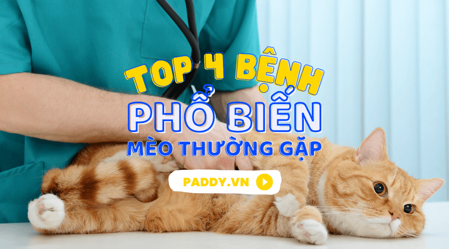Một Số Bệnh Phổ Biến Ở Mèo Mà Chủ Nuôi Cần Biết