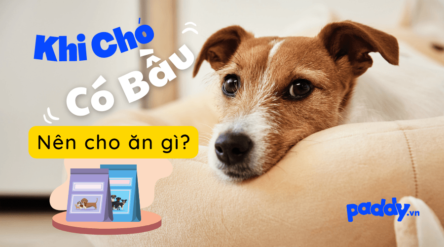 Chó Bầu Nên Ăn Gì Để Đủ Dinh Dưỡng