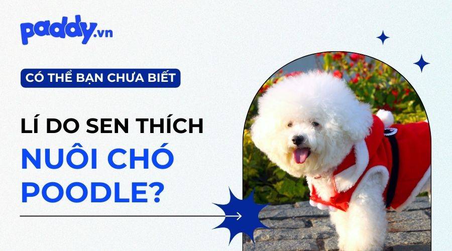 Vì Sao Nên Nuôi Chó Poodle?