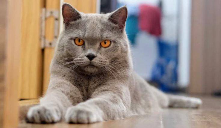 Mèo anh Lông Ngắn British Shorthair - Cách chăm sóc mèo Anh lông ngắn