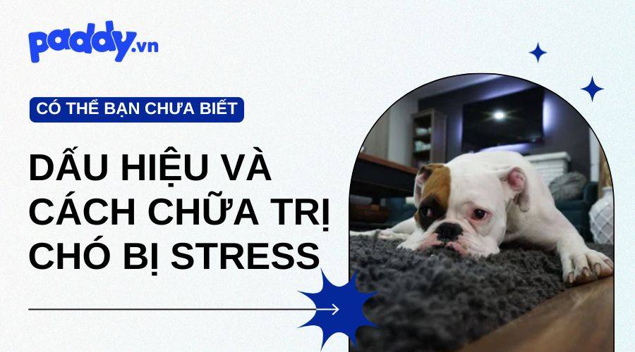 Chó Bị Stress: Dấu Hiệu Nhận Biết Và Cách Chữa Trị