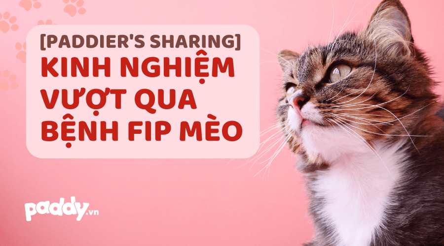 [Paddier's Sharing] Kinh Nghiệm Vượt Qua Bệnh FIP Ở Mèo