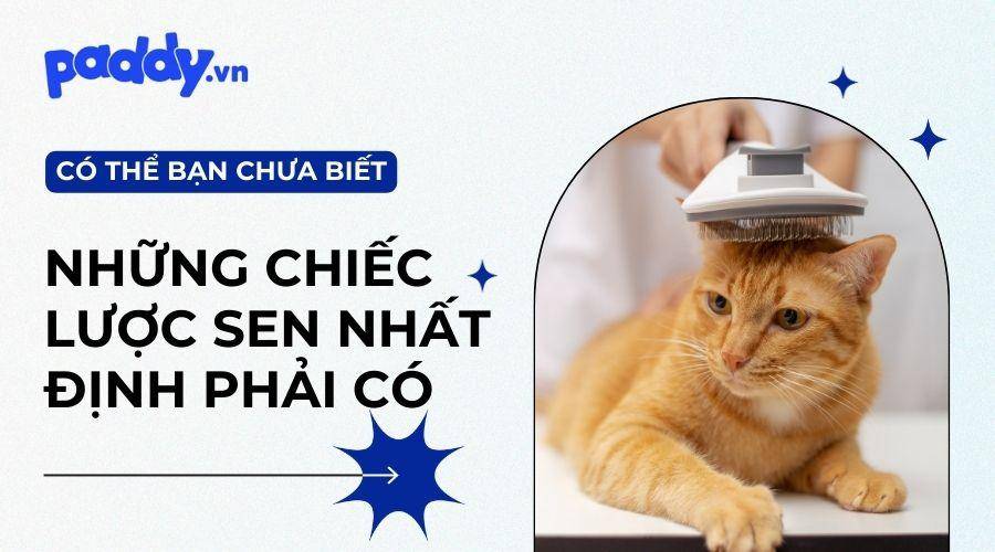 Top 7 Lược chải lông chó mèo gỡ rối, giảm rụng lông