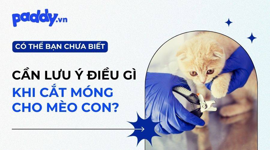 Có Nên Cắt Móng Cho Mèo Con Không?