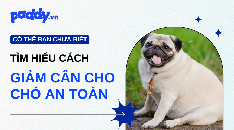 Cách Giảm Cân Cho Chó An Toàn
