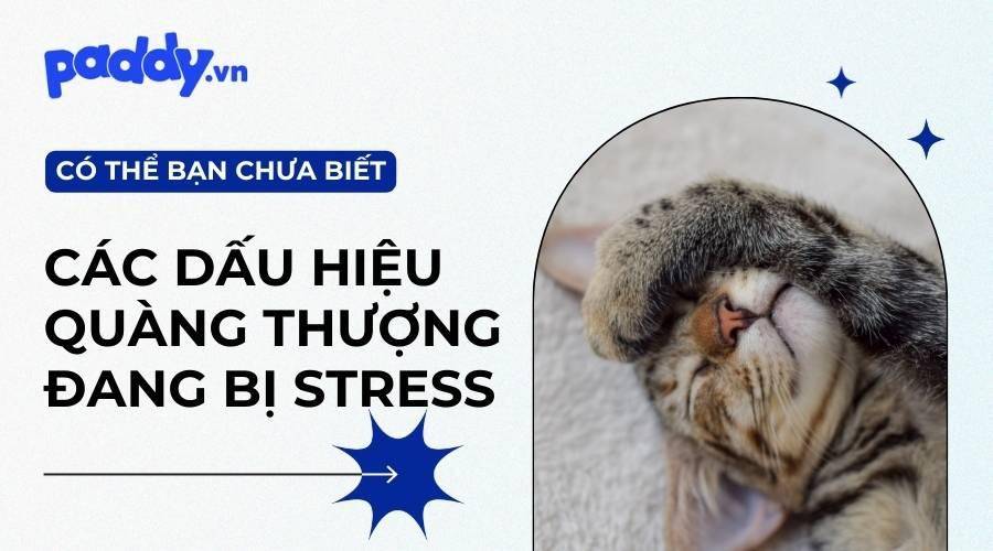 Dấu Hiệu Mèo Đang Bị Stress