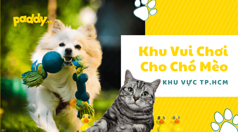 Khu Vui Chơi Cho Chó Mèo Tại HCM