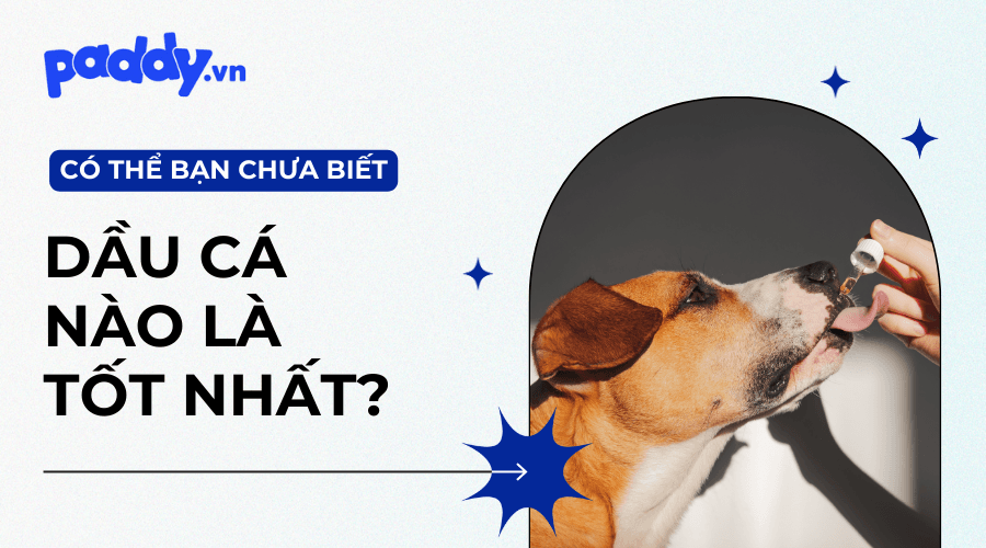 So sánh các loại dầu cá hồi cho chó mèo trên thị trường