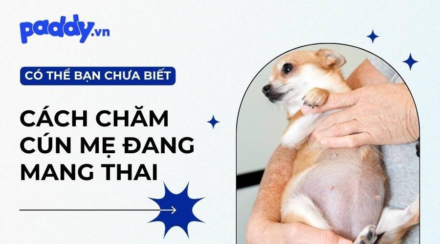 Thời Gian Chó Mang Thai Bao Lâu? Chăm Sóc Chó Mẹ Mang Thai Như Thế Nào?