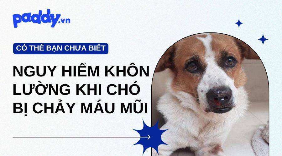 Nguy Hiểm Khôn Lường Khi Chó Bị Chảy Máu Mũi