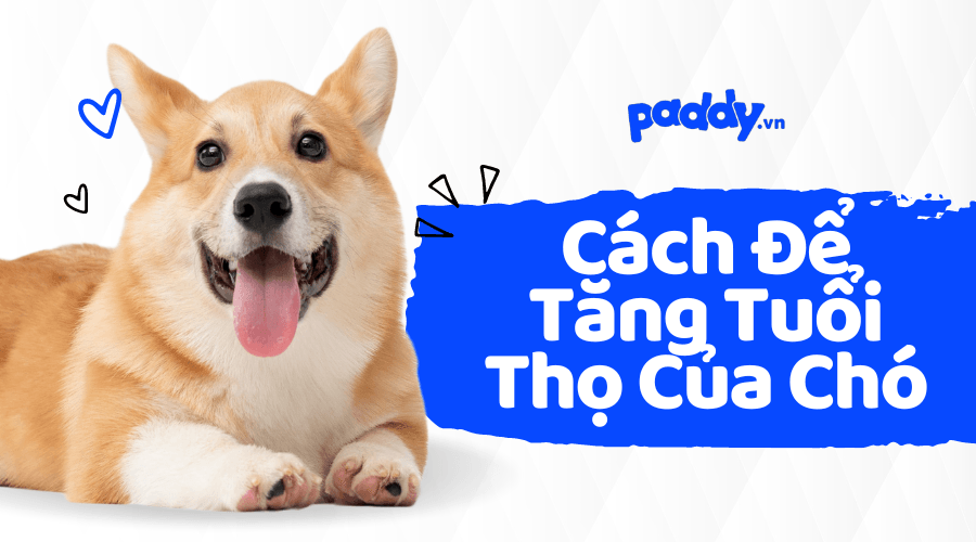 Cách Để Tăng Tuổi Thọ Của Chó Nhà Bạn