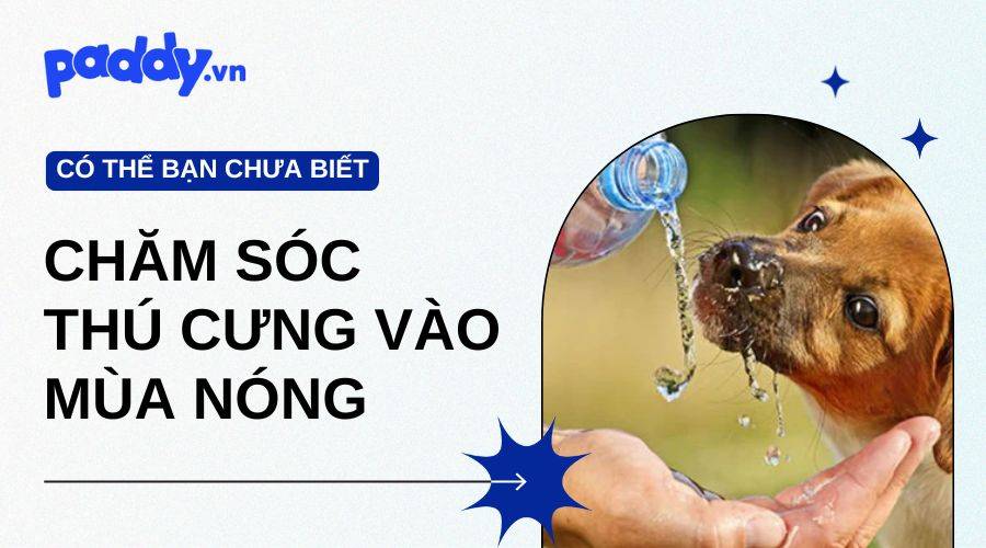Những Điều Cần Biết Khi Chăm Sóc Thú Cưng Vào Mùa Nóng