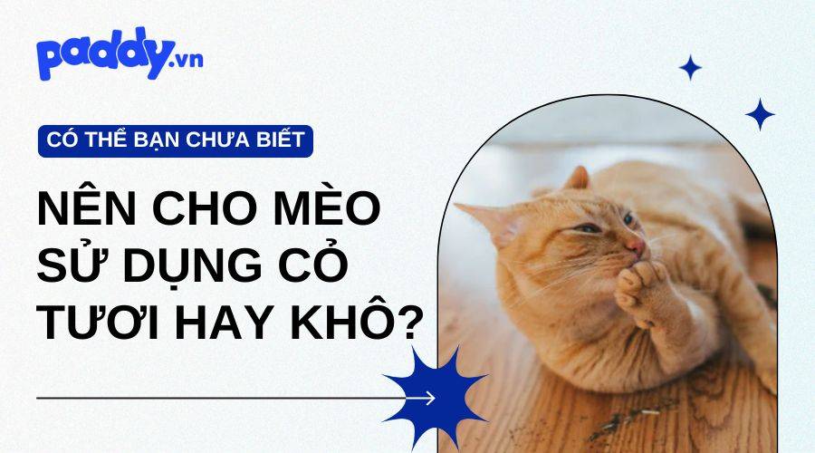 Nên Cho Mèo Sử Dụng Cỏ Mèo Tươi Hay Khô?