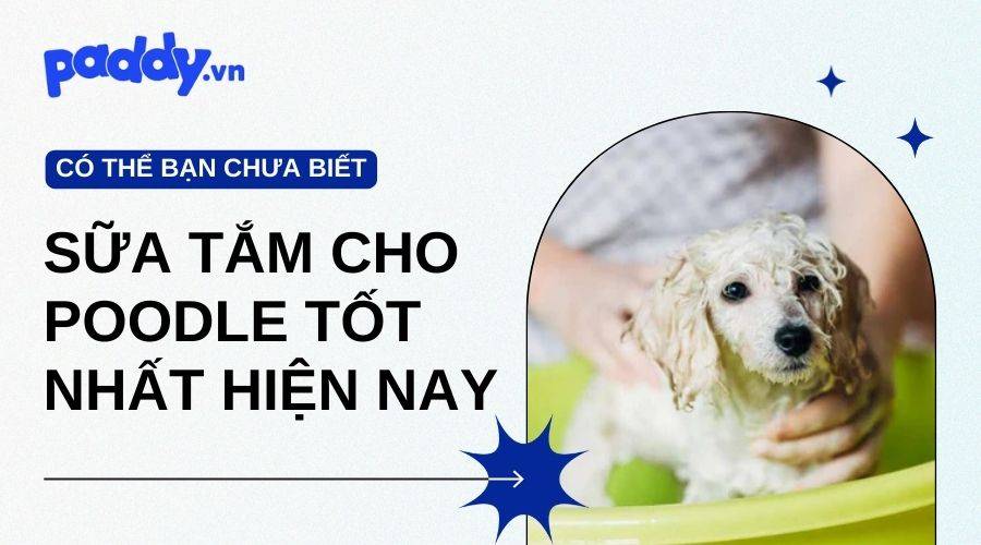 Tổng Hợp Những Loại Sữa Tắm Cho Poodle Tốt Nhất Hiện Nay