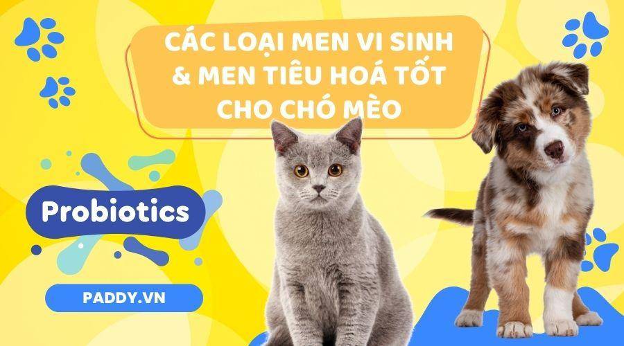 Các Loại Men Vi Sinh Và Men Tiêu Hoá Tốt Cho Chó Mèo