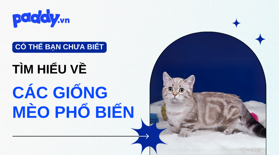 Các giống mèo được yêu thích ở Việt Nam