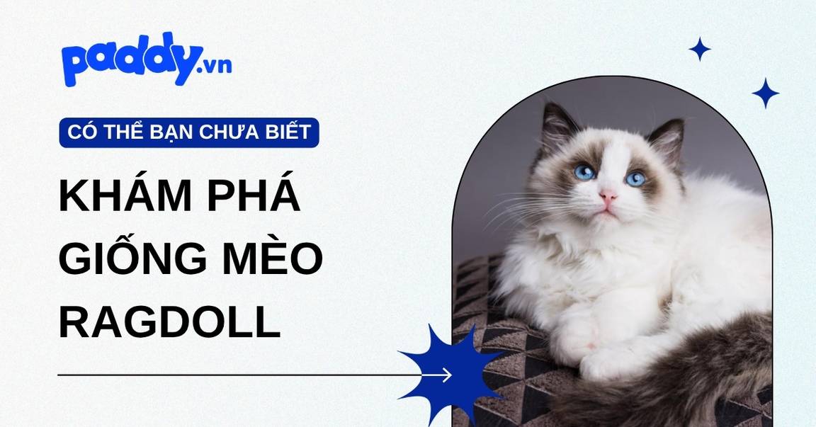 Khám phá giống mèo Ragdoll và cách chăm sóc đúng chuẩn