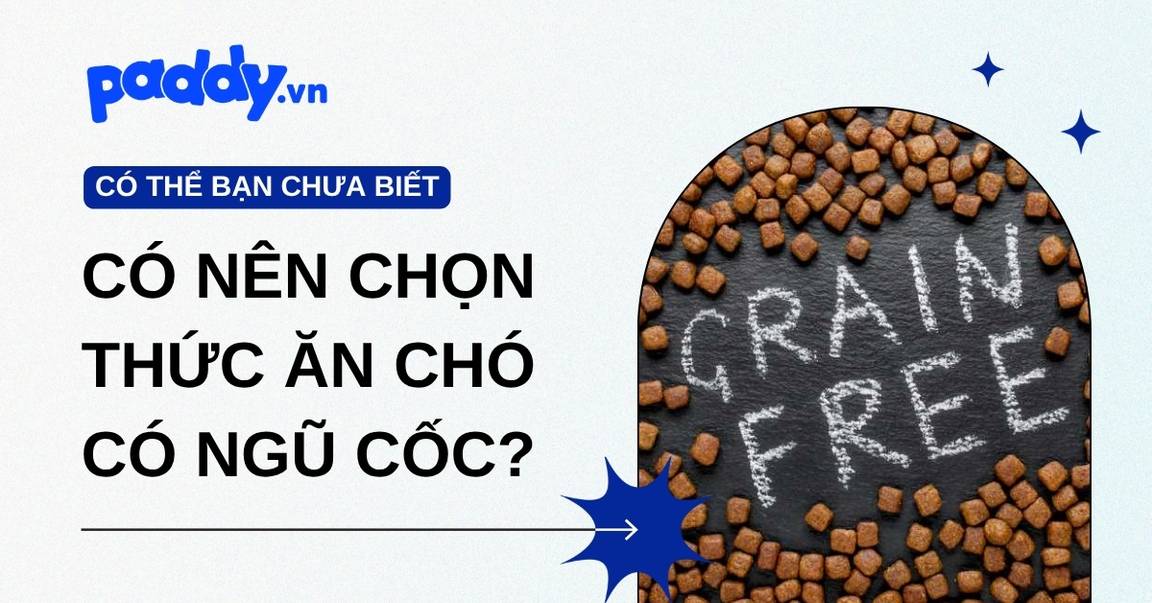 Nên chọn thức ăn cho chó chứa ngũ cốc hay không ngũ cốc?