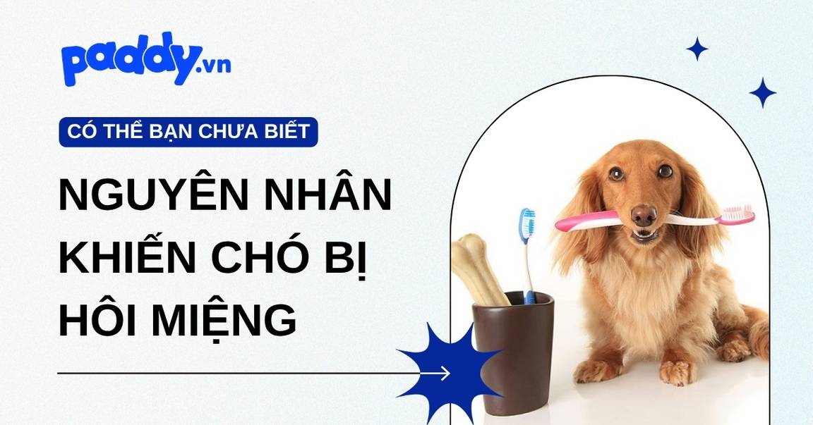 Chó bị hôi miệng: Nguyên nhân, cách điều trị và phòng ngừa hiệu quả
