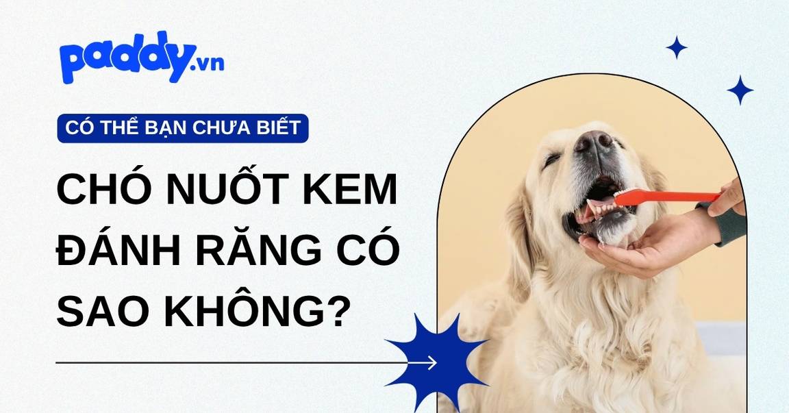 Chó có thể nuốt kem đánh răng được không?