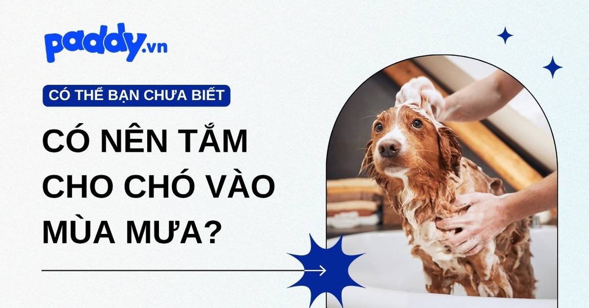 Có nên tắm cho chó vào mùa mưa?
