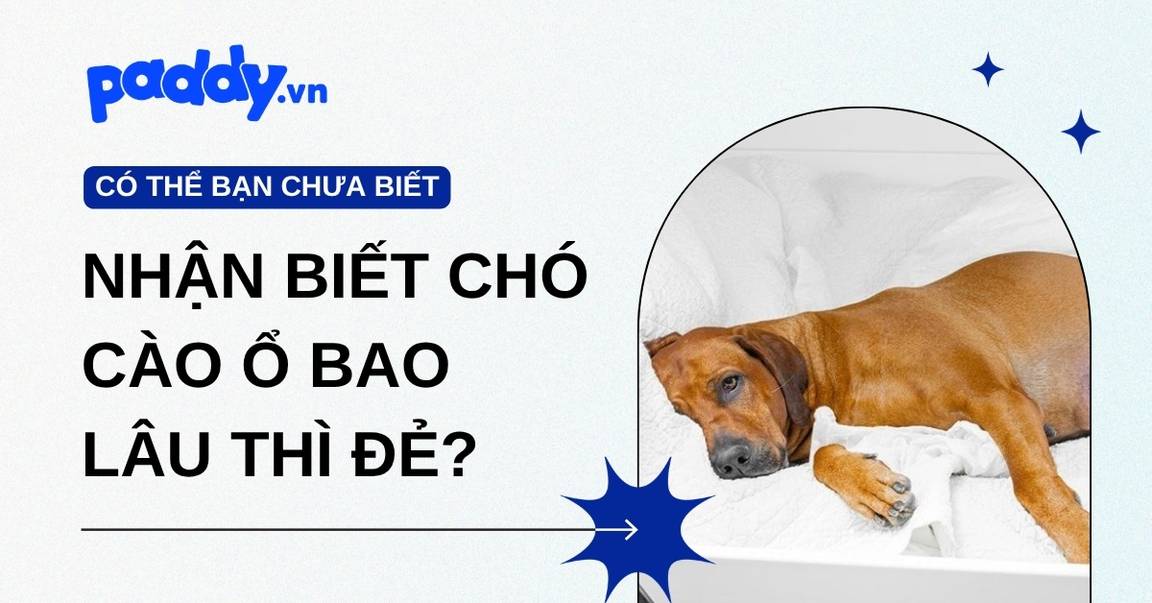 Chó cào ổ bao lâu thì đẻ?