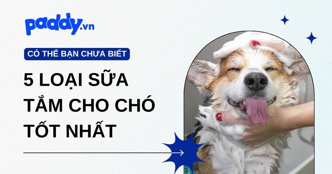5 Loại Sữa Tắm Cho Chó Tốt Nhất Trên Thị Trường