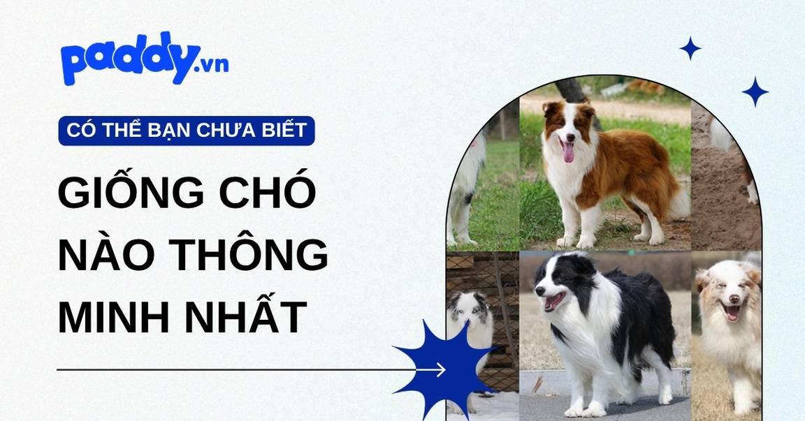 Top 10 Loài Chó Thông Minh Nhất Thế Giới