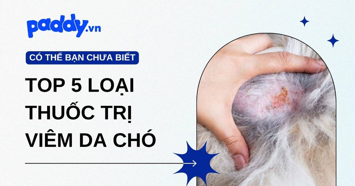 Top 5 Loại Thuốc Trị Viêm Da Cho Chó