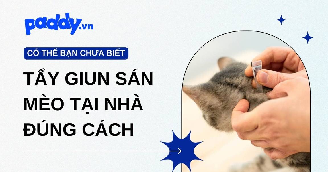 Tẩy Giun Sán Cho Mèo Tại Nhà Đúng Cách
