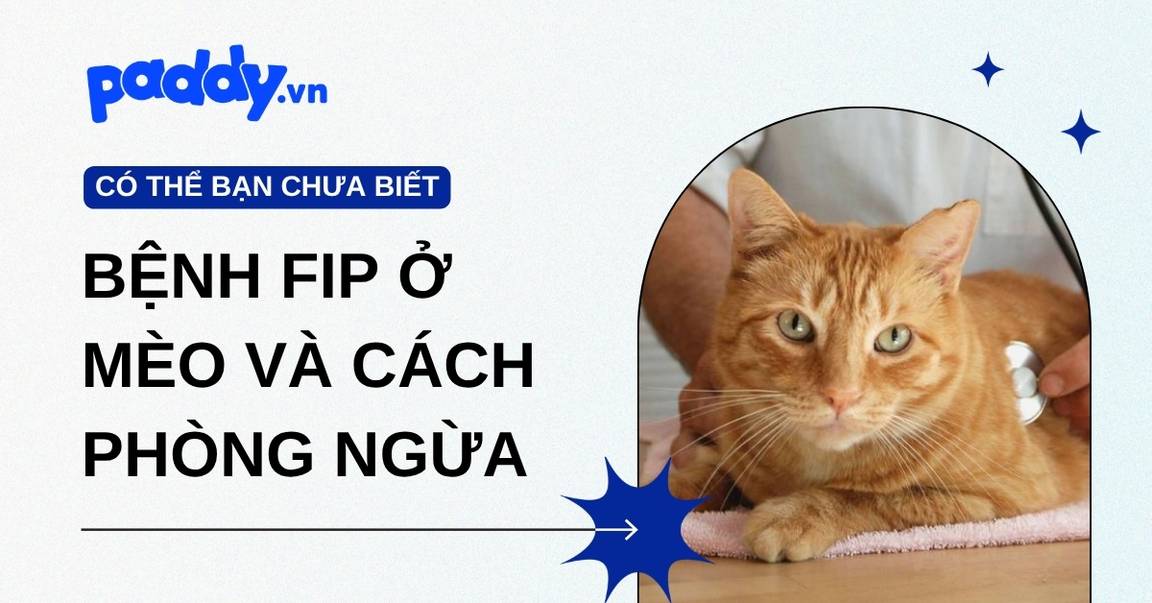 Bệnh FIP Ở Mèo Và Cách Phòng Ngừa
