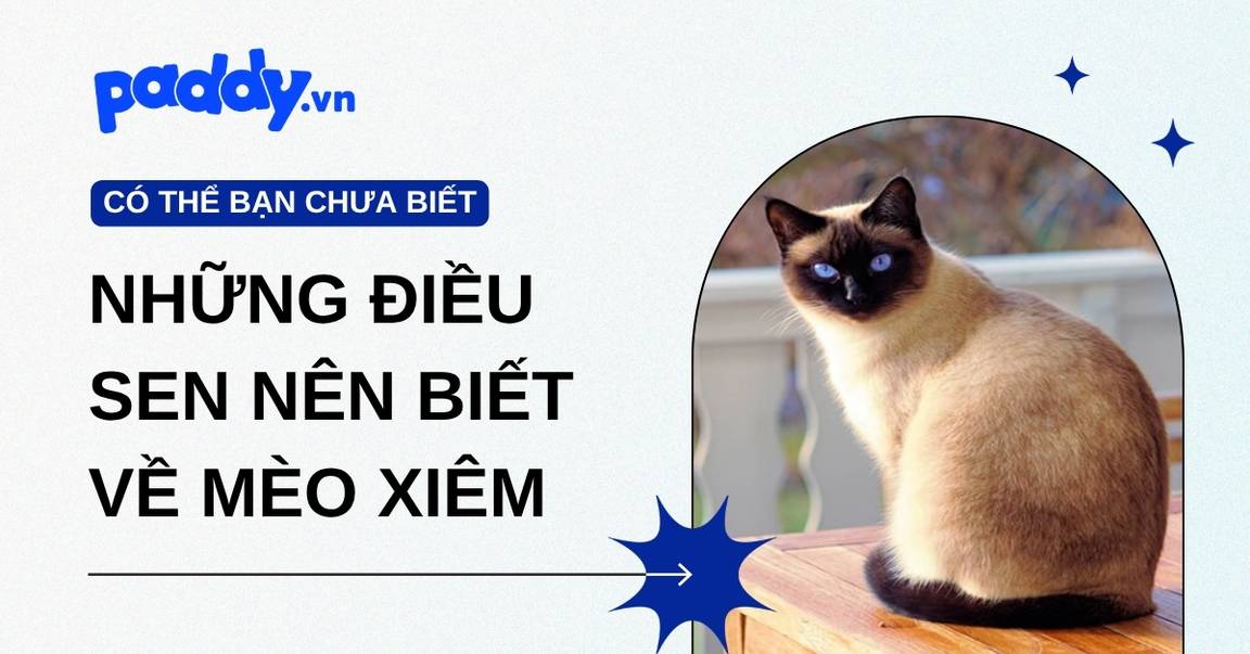Mèo Xiêm: Đặc điểm, tính cách, cách nuôi và những điều Sen nên biết