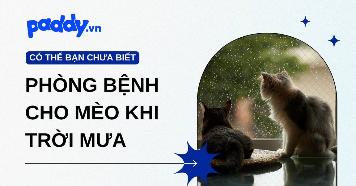 Phòng bệnh cho mèo khi trời mưa