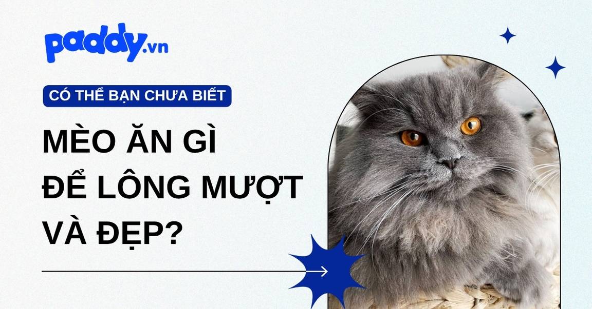 Mèo ăn gì để lông mượt, đẹp?
