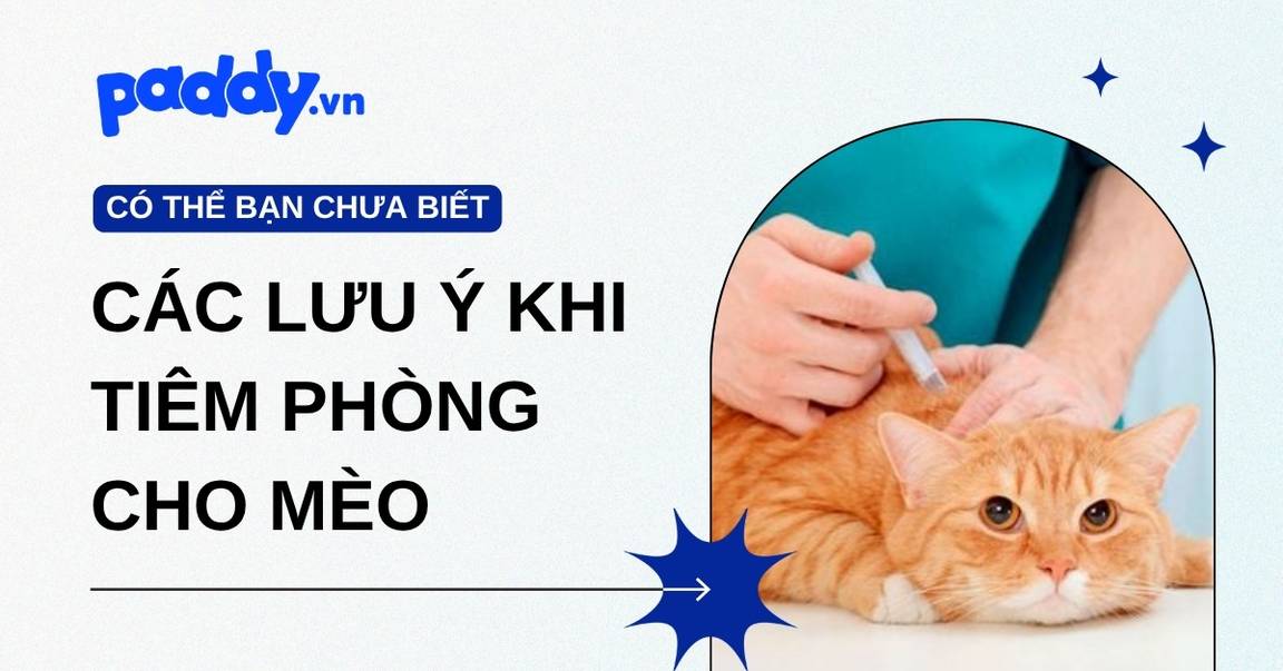 Lịch Tiêm Phòng Cho Mèo Và Các Lưu Ý Khi Tiêm Phòng