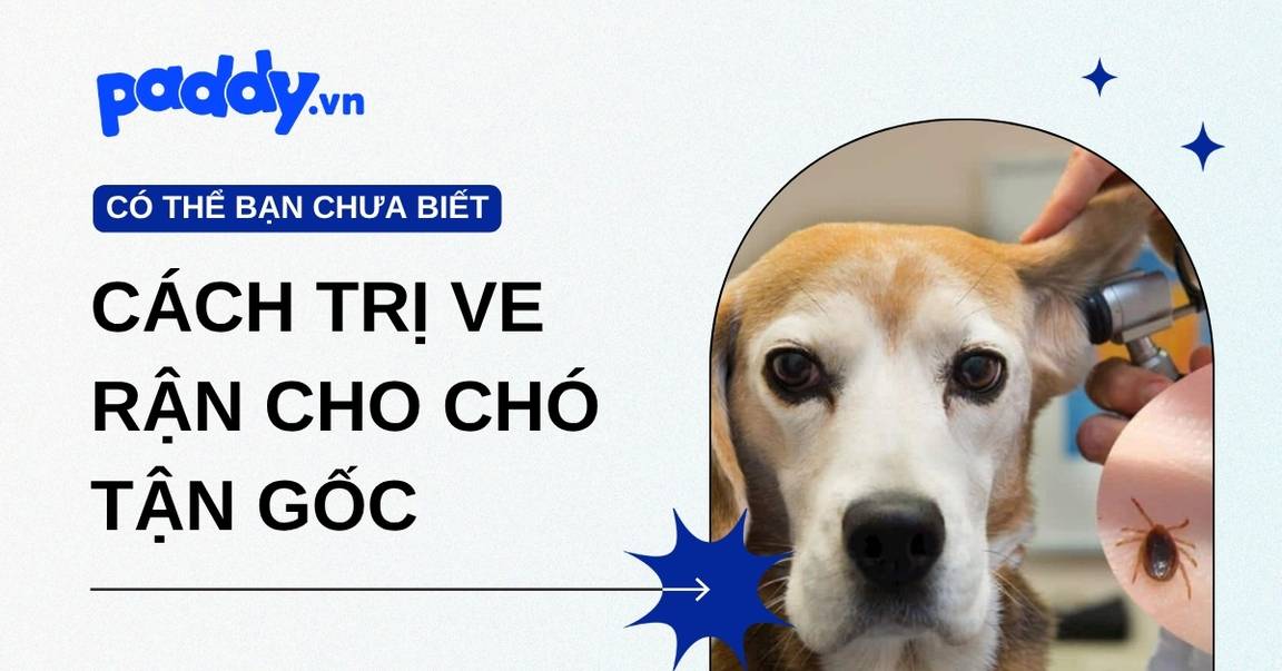 Mách Bạn Cách Trị Ve Rận Cho Chó Tận Gốc