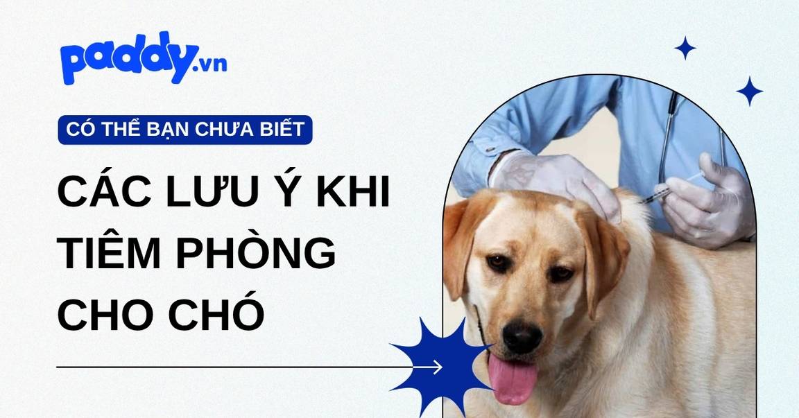 Lịch Tiêm Phòng Cho Chó Và Các Lưu Ý Khi Tiêm Phòng