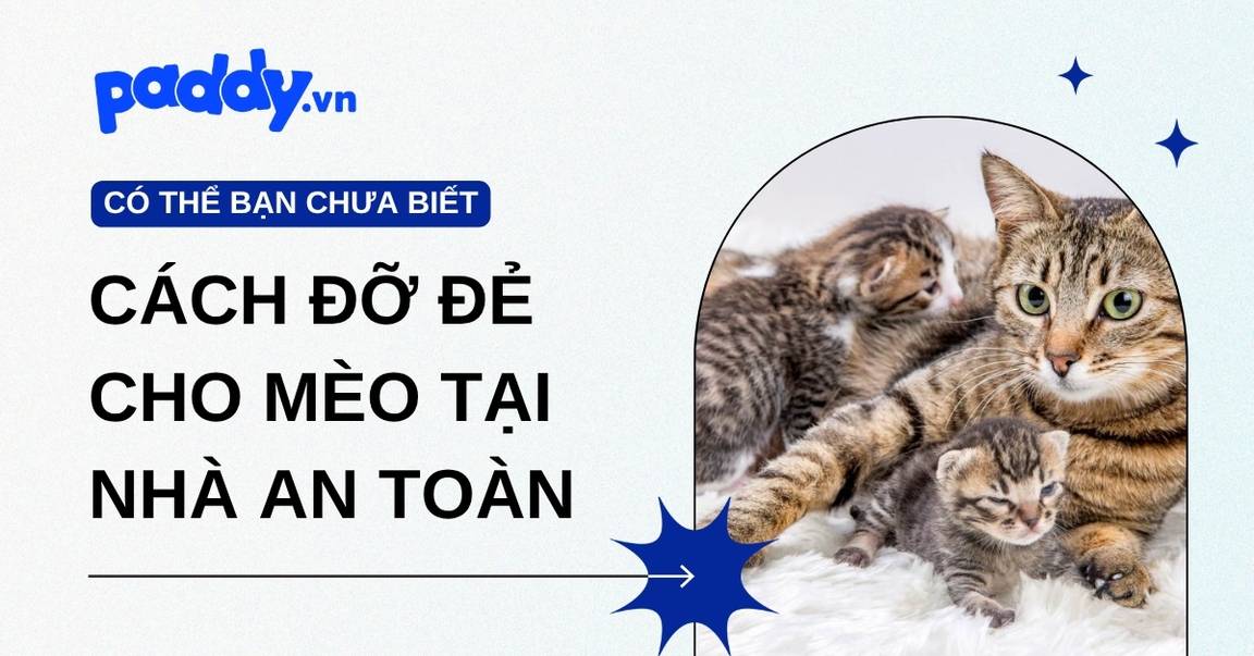 Cách Đỡ Đẻ Cho Mèo Tại Nhà An Toàn