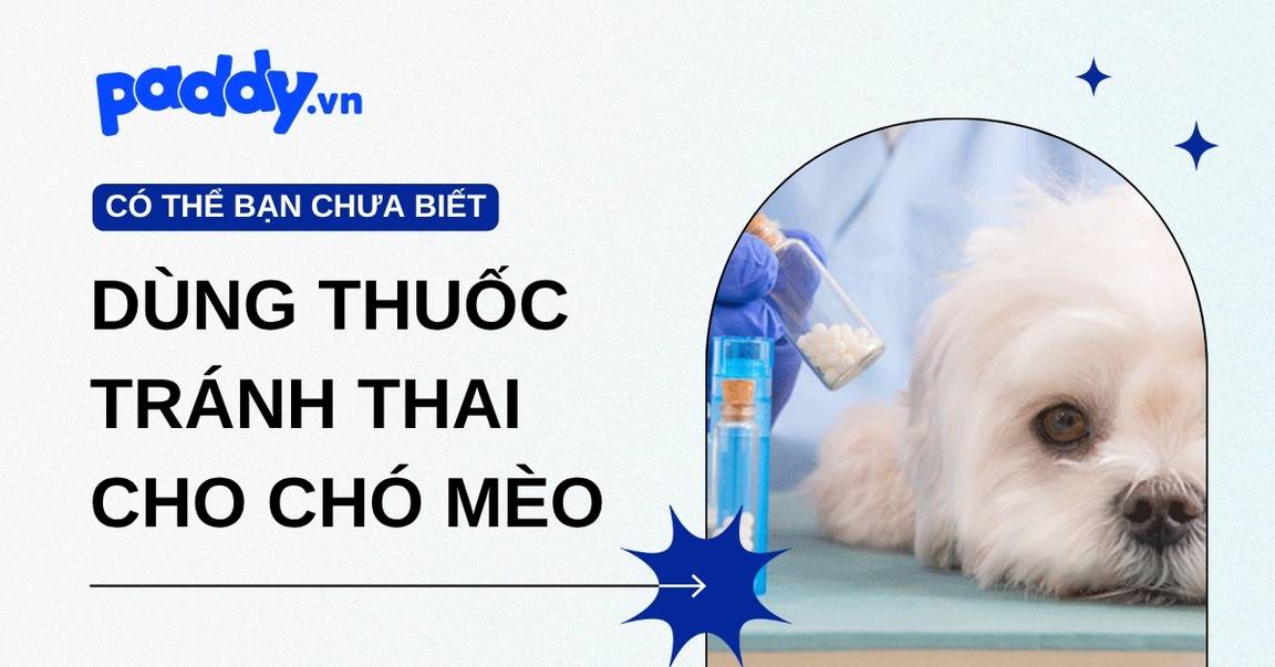 Có Nên Sử Dụng Thuốc Tránh Thai Cho Chó Mèo?