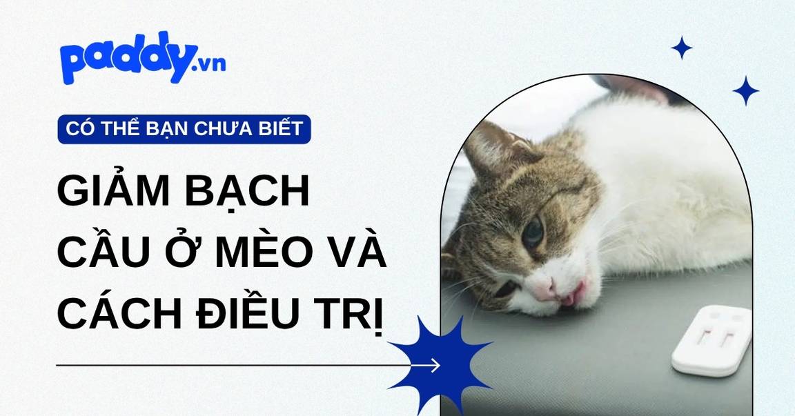 Nguyên Nhân Giảm Bạch Cầu Ở Mèo Và Cách Điều Trị