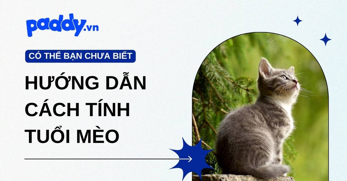 Hướng Dẫn Cách Tính Tuổi Mèo Chính Xác