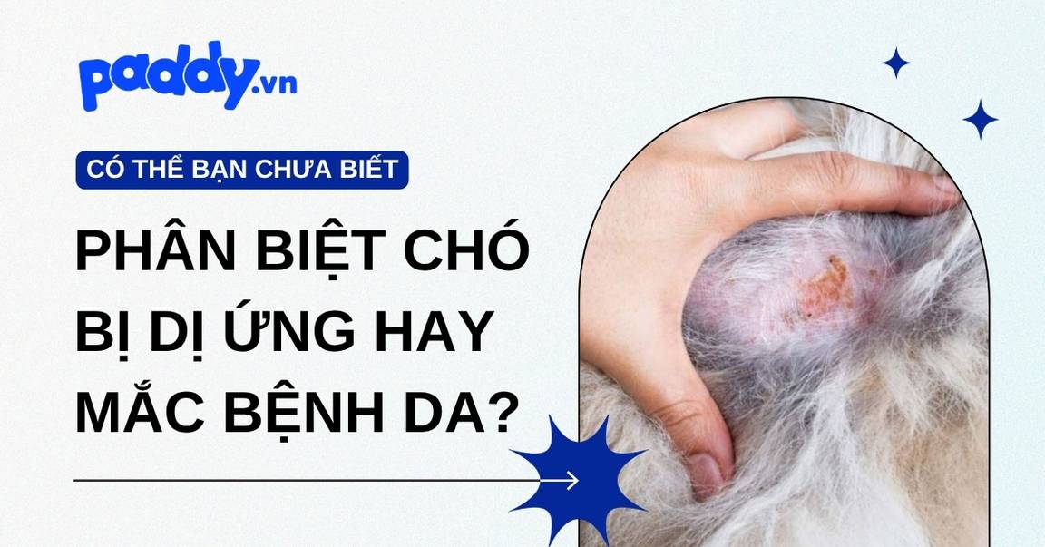 Làm sao biết chó bị dị ứng hay mắc bệnh da?