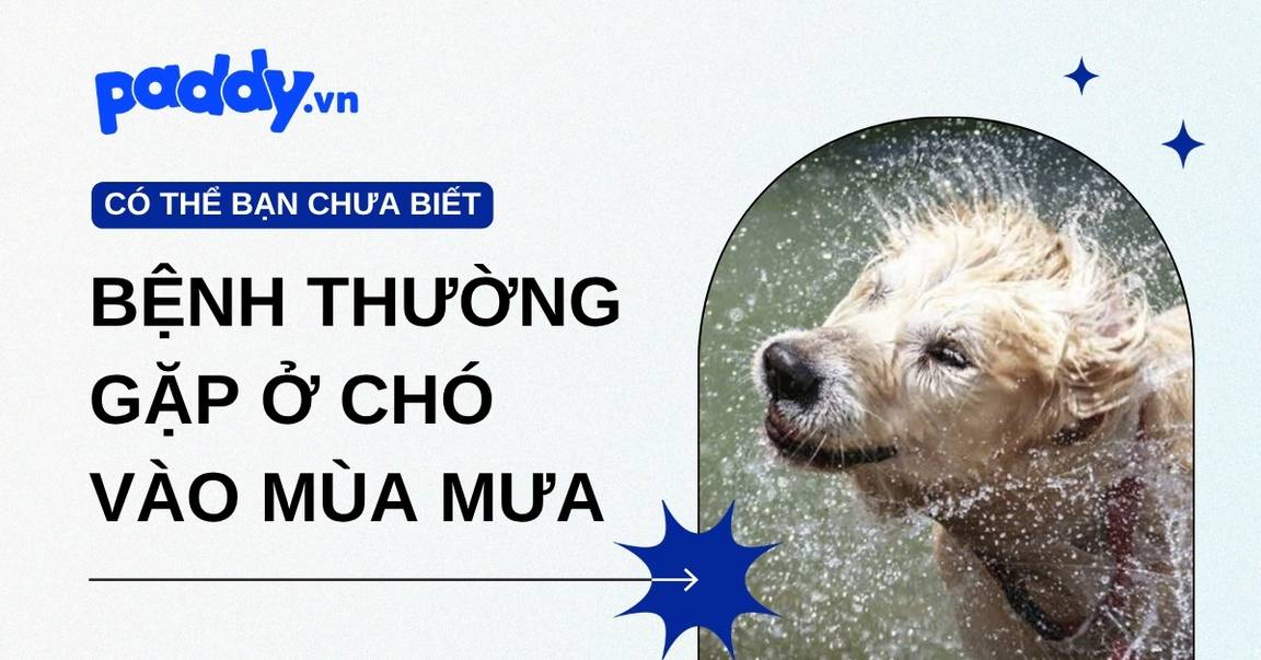 Top 5 bệnh thường gặp ở chó vào mùa mưa và cách phòng tránh hiệu quả
