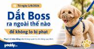 Tuân thủ luật mới từ 1/8: Dắt Boss ra ngoài sao cho an toàn, văn minh và không lo bị phạt?
