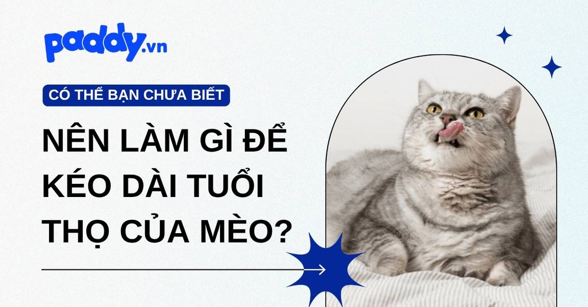 Nên làm gì để kéo dài tuổi thọ của mèo?