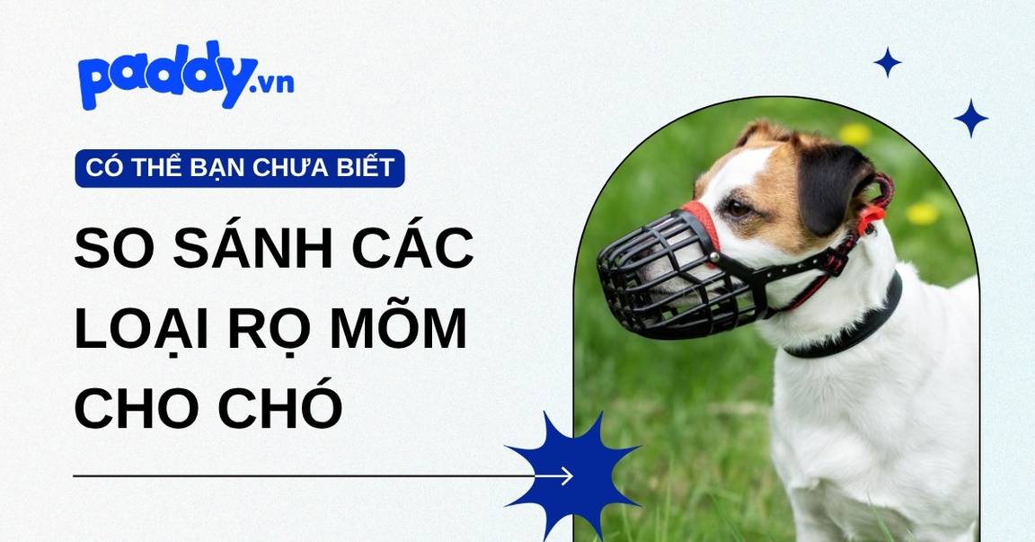 So sánh các loại rọ mõm chó: Nhựa, Kim loại, Da, Silicon & Vải Lưới
